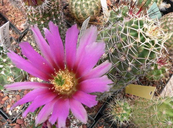 Echinocereus fendleri kuenzleri HK 0267